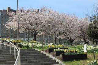 舞子台緑地の桜