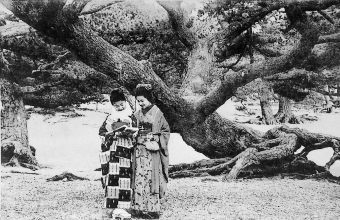 写真：舞子公園の根上り松