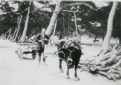 写真：舞子公園と牛車