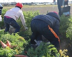 にんじんの収穫