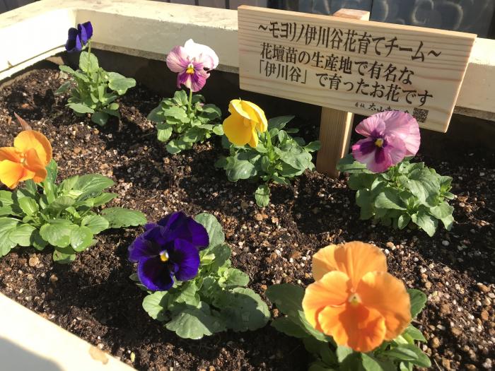 モヨリノ伊川谷での花