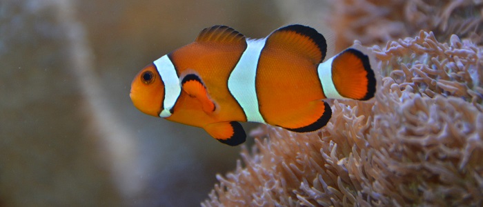 海の世界の生き物たち