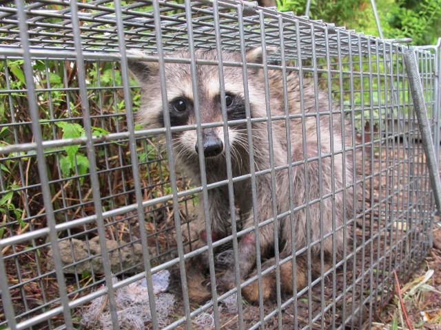 アライグマの写真