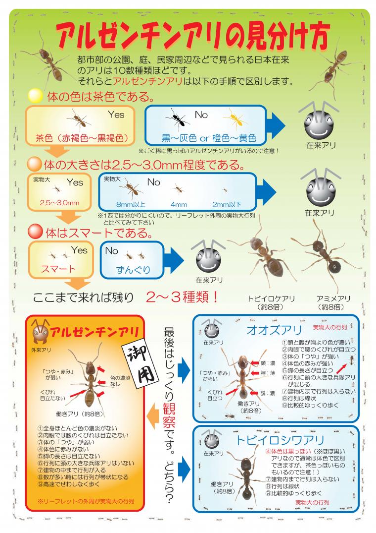 アルゼンチンアリ_見分け方