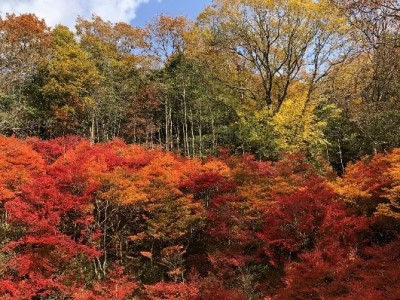 ドウダンツツジの紅葉