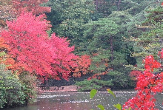 ハナノキの紅葉（長谷池）