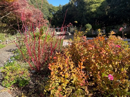 赤く染まるサンゴミズキの枝とシモツケの紅葉